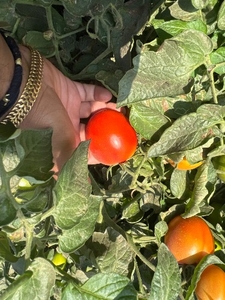 Tomato 