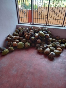 നാളികേരം