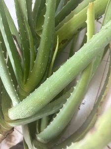 ಅಲೋವೆರಾ