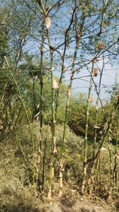 ఫోటో 2