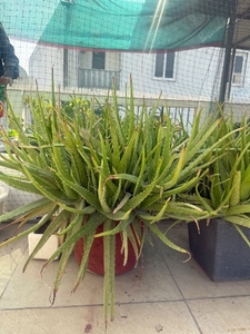 ಅಲೋವೆರಾ