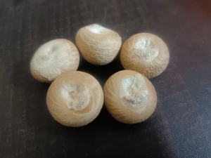 അരക്ക നട്ട്