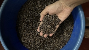 Black Pepper