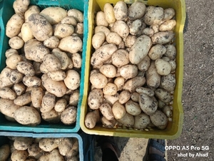 Potato 