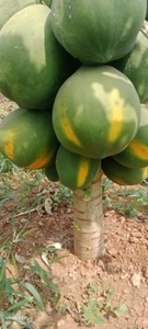 पपीता