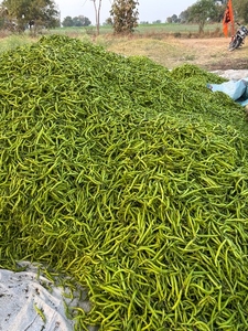 പച്ചമുളക്