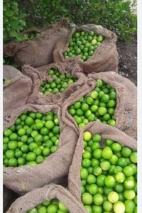 எலுமிச்சை
