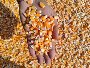 ಮೆಕ್ಕೆ ಜೋಳ