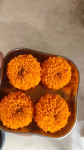 ജമന്തി