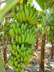 வாழைப்பழம்