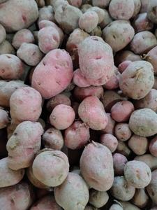 ಆಲೂಗಡ್ಡೆ