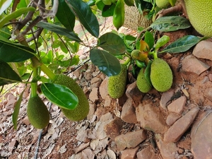 ಹಲಸಿನ ಹಣ್ಣು