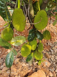 ಫೋಟೋ 4