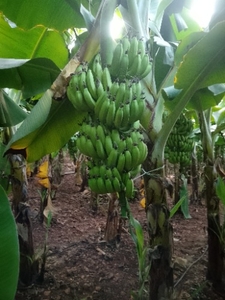 வாழைப்பழம்