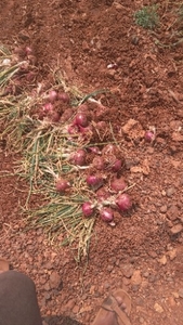 ಈರುಳ್ಳಿ