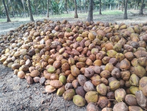 ತೆಂಗಿನಕಾಯಿ