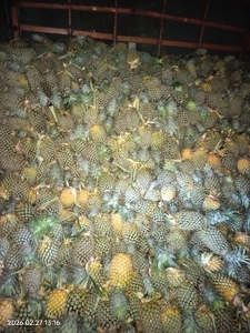 pineapple 