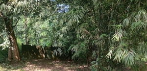 ಬಿದಿರು