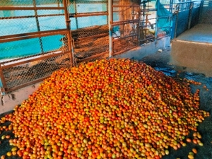 തക്കാളി 