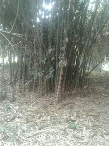 వెదురు