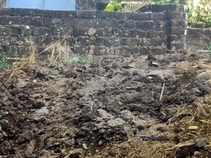 ಹಸುವಿನ ಸಗಣಿ