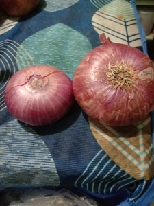ഉള്ളി