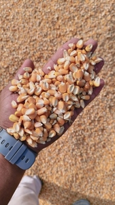 ಮೆಕ್ಕೆ ಜೋಳ