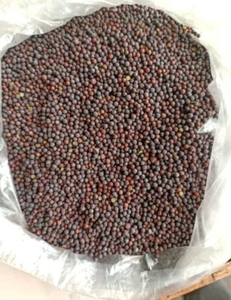 கடுகு