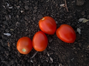 തക്കാളി 