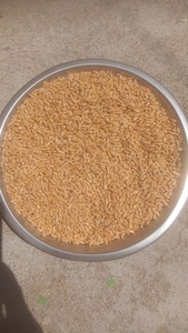 ഗോതമ്പ്