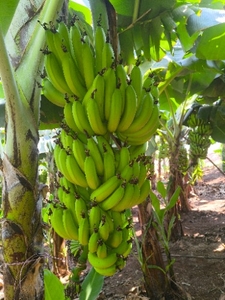 வாழைப்பழம்