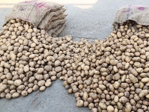 Potato 