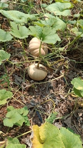 ఫోటో 4