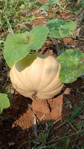 ఫోటో 5