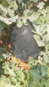 ഫോട്ടോ 2