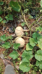 മത്തങ്ങ