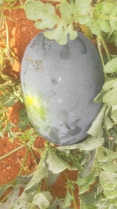 ಫೋಟೋ 4