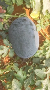 ಫೋಟೋ 5