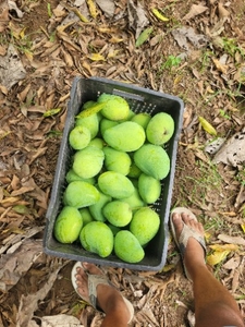 మామిడి