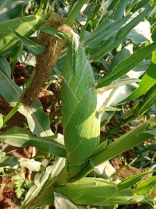 ഫോട്ടോ 2