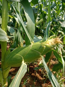 ഫോട്ടോ 3