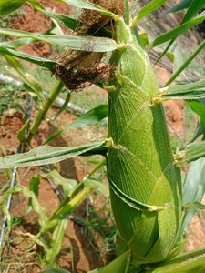 ഫോട്ടോ 4