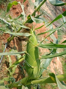 ഫോട്ടോ 5