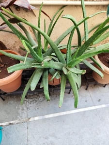 ಅಲೋವೆರಾ