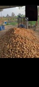உருளைக்கிழங்கு