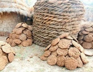 மாட்டு சாணம்