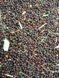கடுகு