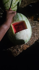 फोटो 4