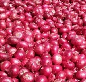 ಈರುಳ್ಳಿ