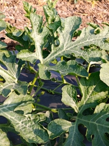 ಕಲ್ಲಂಗಡಿ